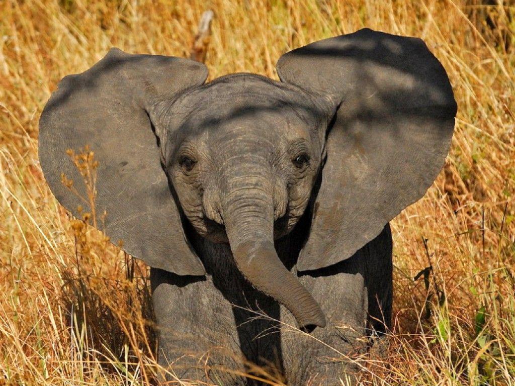 Cute Elephant Wallpapers High Quality Resolution As - Baby Elephant With Big Ears , HD Wallpaper & Backgrounds
