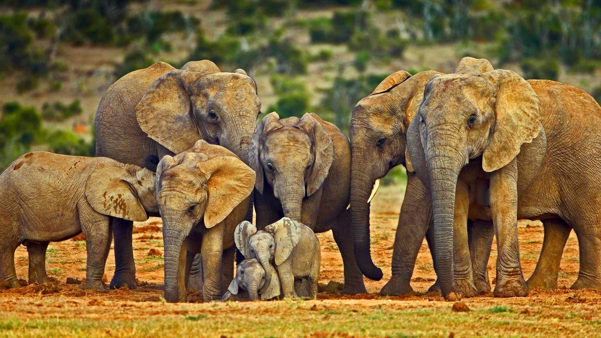 African Elephants Wallpaper Hd Download Of Elephant - Elephant Family , HD Wallpaper & Backgrounds