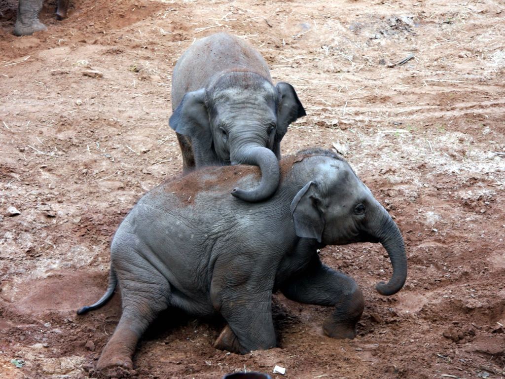 2 Baby Asian Elephants , HD Wallpaper & Backgrounds