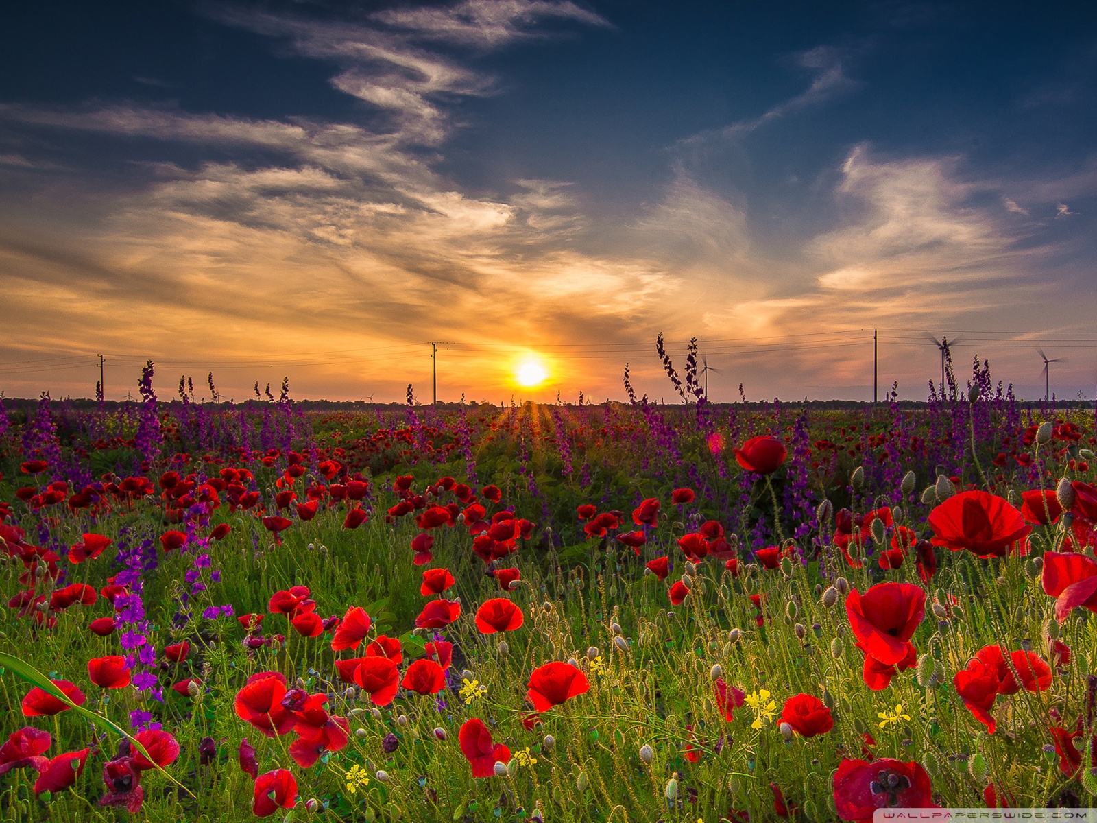 Standard - Bulgarian Nature , HD Wallpaper & Backgrounds