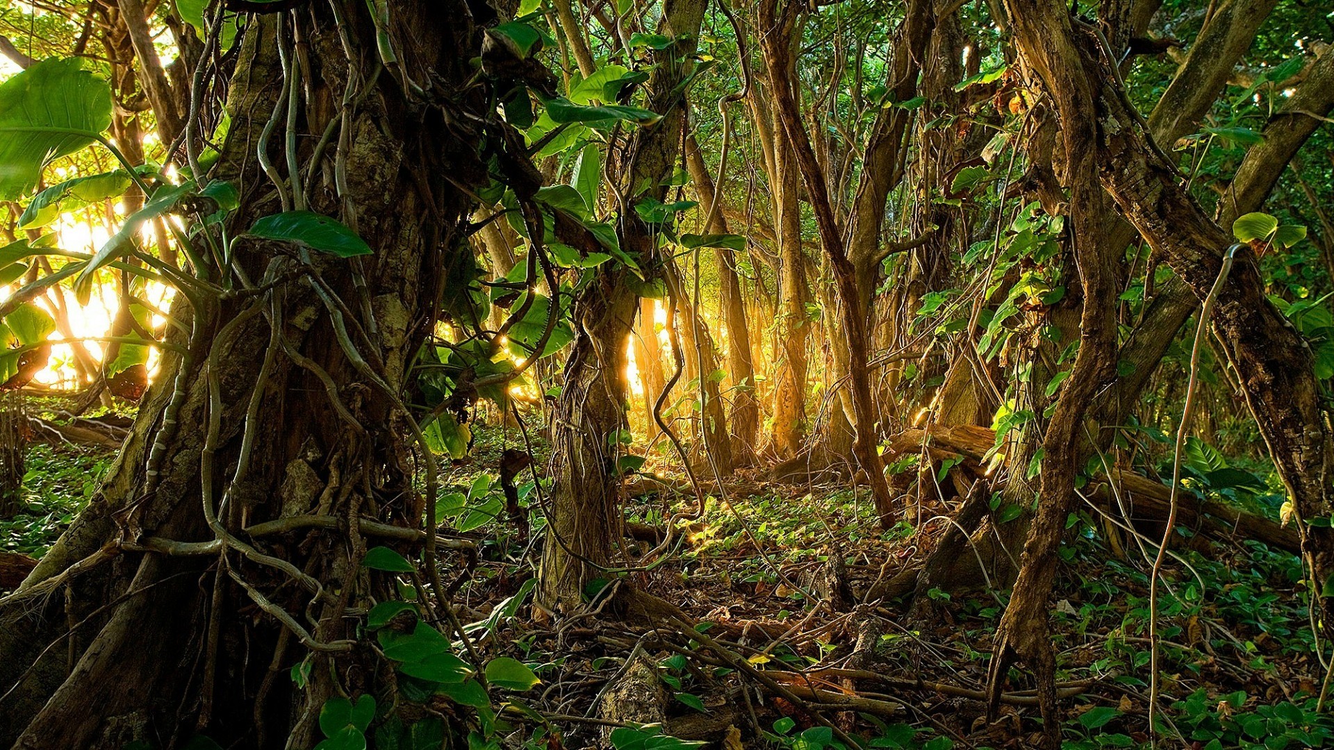 1920x1200 Jungle Wallpaper Designs Jungle Wallpaper Hd 247703 1920x1200 Jungle Wallpaper Designs Jungle Wallpaper Hd 247703