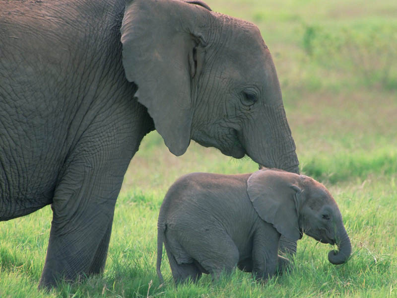 Adorable Baby Elephant 8 The 35 Cutest Baby Elephants - Elephant With Baby Elephant , HD Wallpaper & Backgrounds