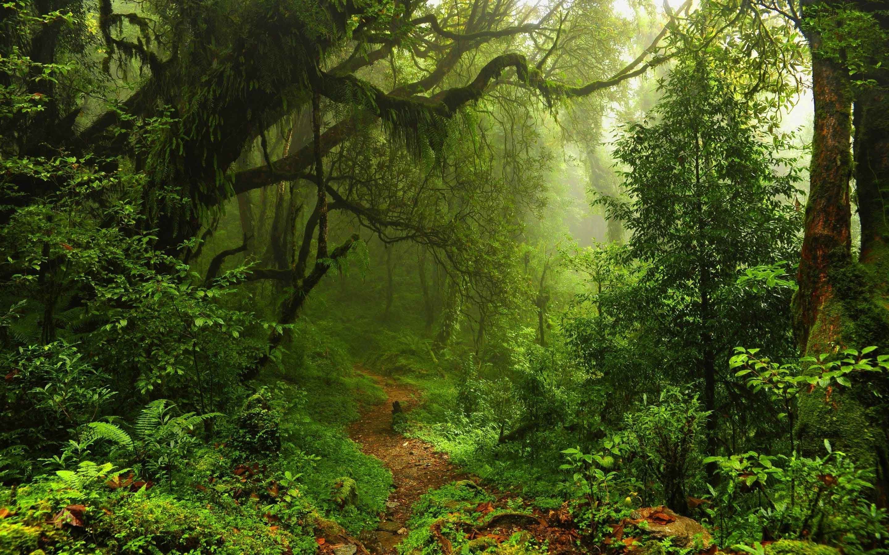 Landscapes Trees Forest Ferns Path Plants Moss Nature - Forest Background Path , HD Wallpaper & Backgrounds