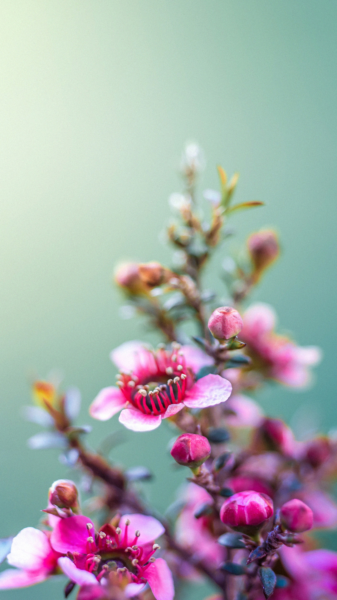 Hd Flower Wallpaper Wallpapersafari Best On Wallpaper Spring