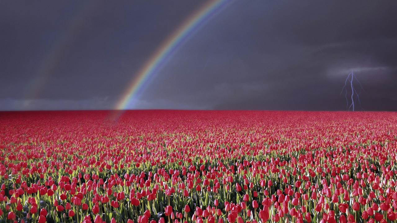 Hd Wallpaper Trafalgar Law Computer Viruses Humor Funny - Rose Flower Field , HD Wallpaper & Backgrounds