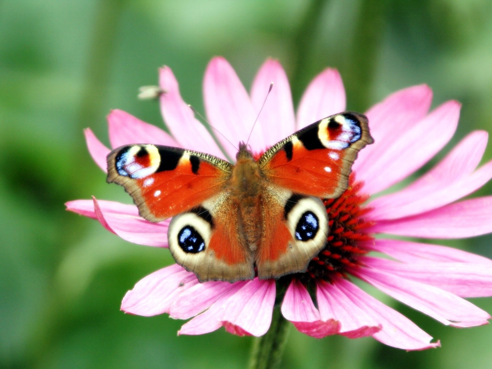 Butterfly Pics With Flowers , HD Wallpaper & Backgrounds