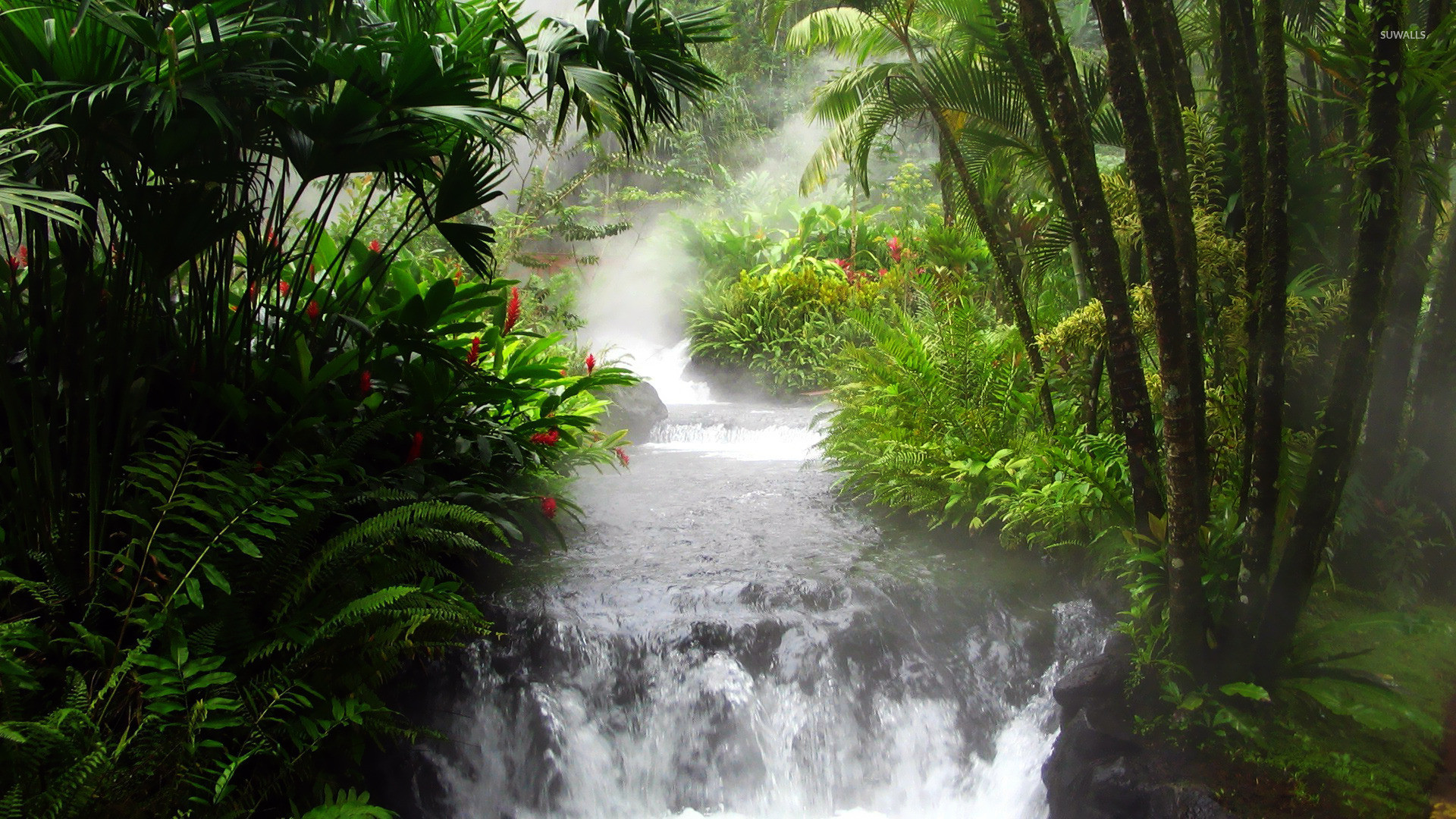 Rainforest Wallpapers - Rainforest Wallpaper For Iphone , HD Wallpaper & Backgrounds