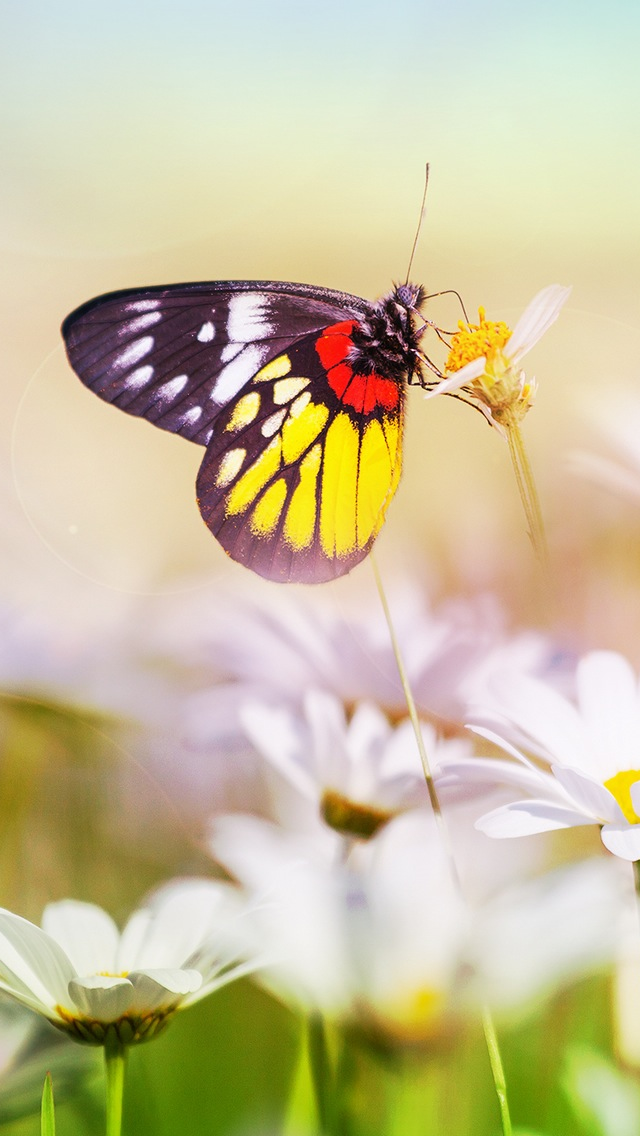 Aesthetic Butterfly On Flower Iphone Se Wallpaper - Butterflies Wallpaper Iphone 7 , HD Wallpaper & Backgrounds