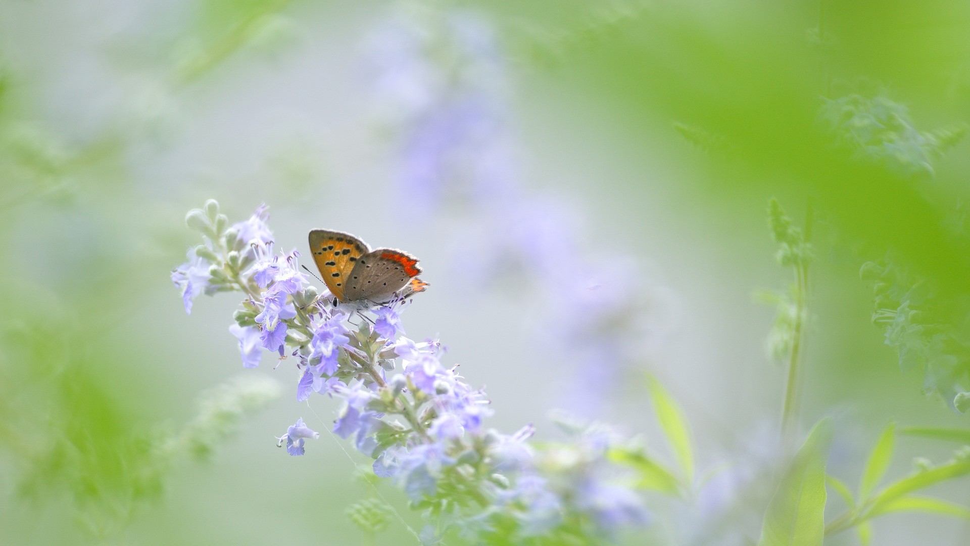 Nature Flower Bugs Butterfly Flowers Garden Wallpapers - Flower Wallpaper Hd Butterfly Nature , HD Wallpaper & Backgrounds