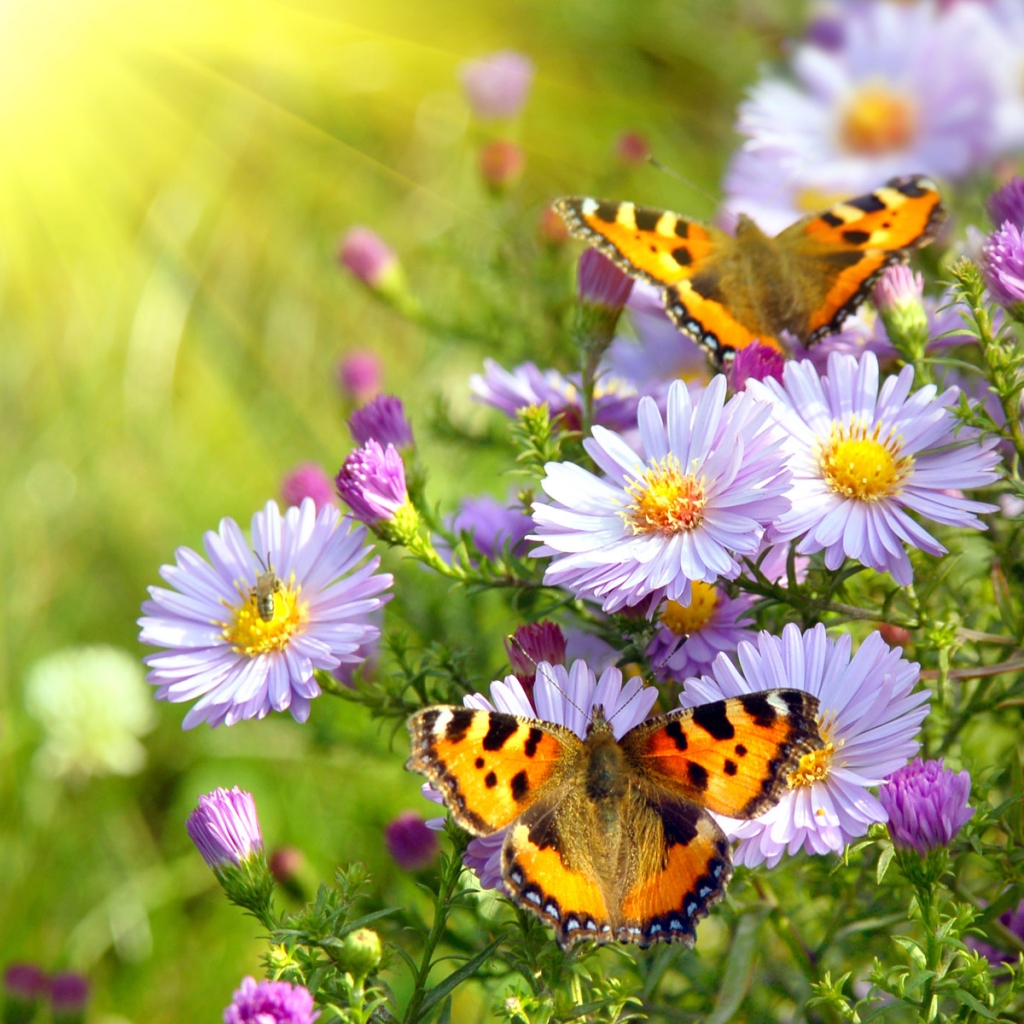 Butterfly Wallpaper With Flowers In Hd , HD Wallpaper & Backgrounds