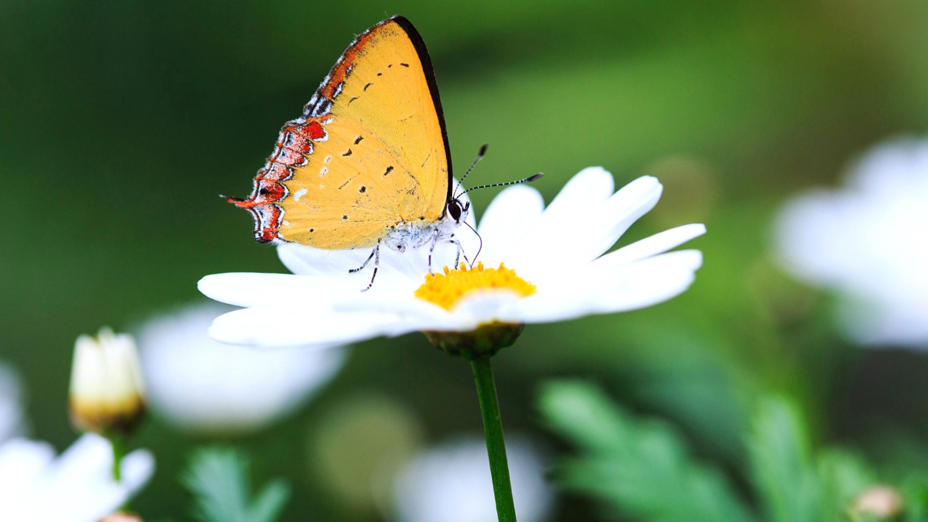 Butterfly, On, Flower, Flower Wallpapers, Nature Images, - Flower With Butterfly Natural , HD Wallpaper & Backgrounds