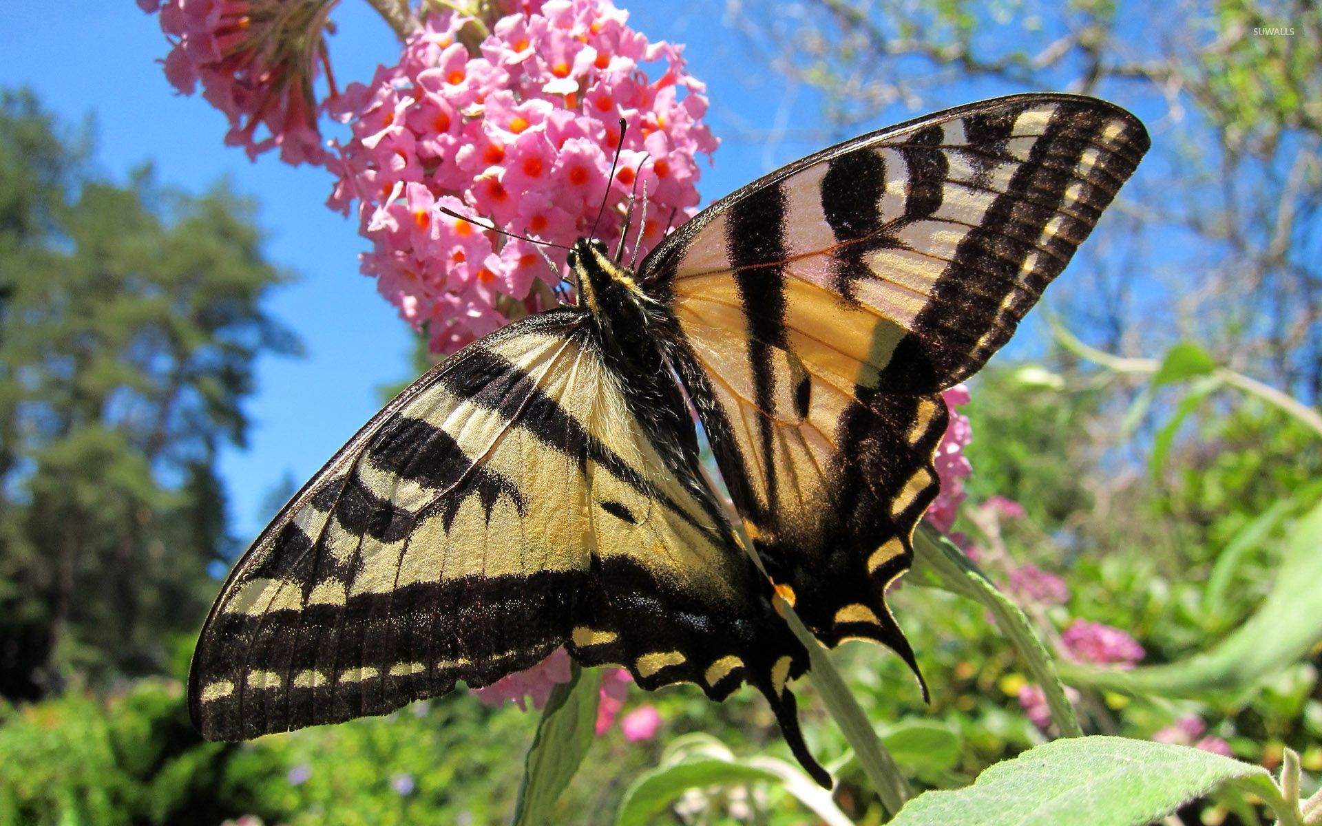 Butterfly On The Pink Flower Wallpaper - Papilio Machaon , HD Wallpaper & Backgrounds