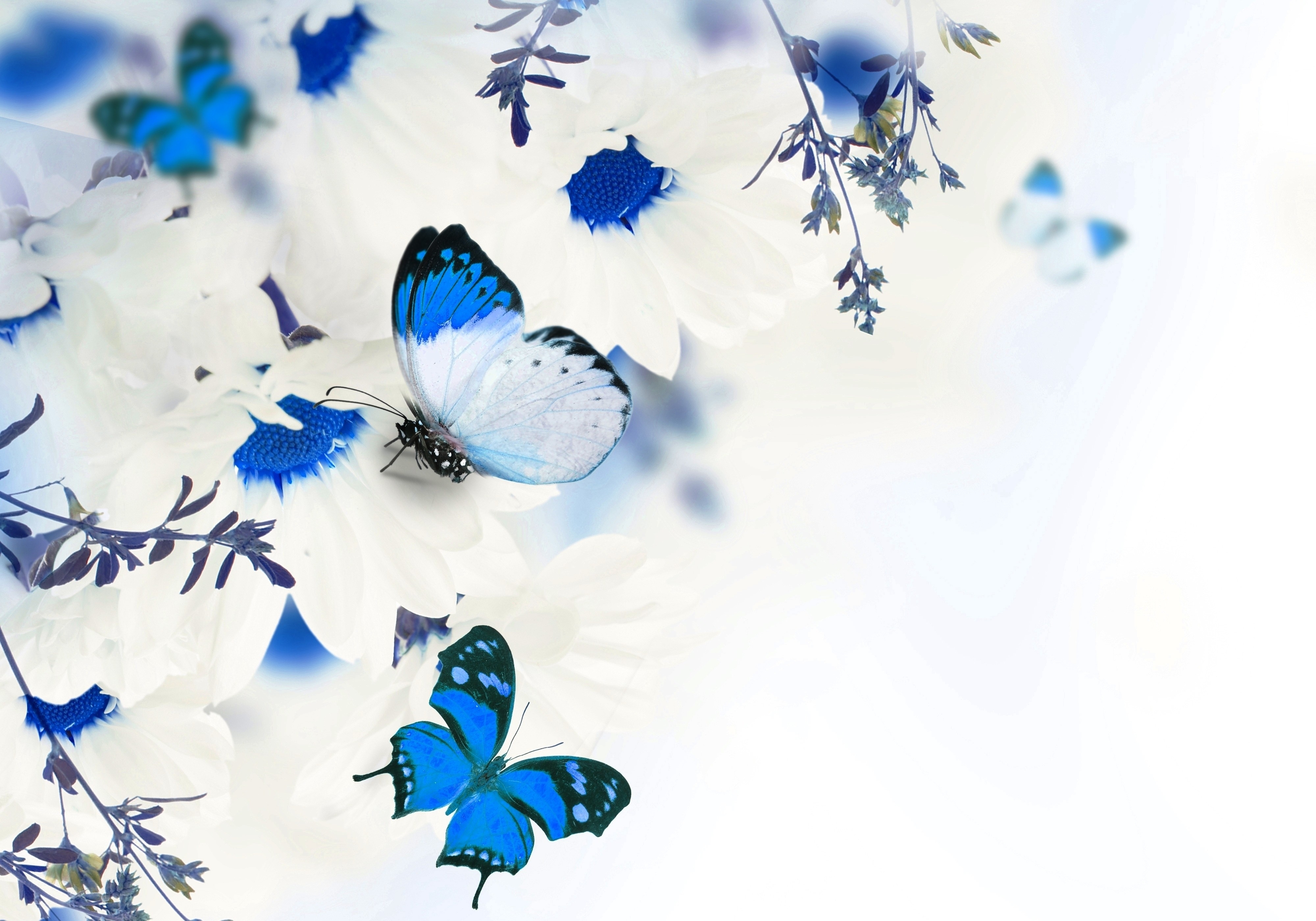 The Most Beautiful Blue Butterfly On Flower Wallpaper - Blue Butterflies And Flowers , HD Wallpaper & Backgrounds