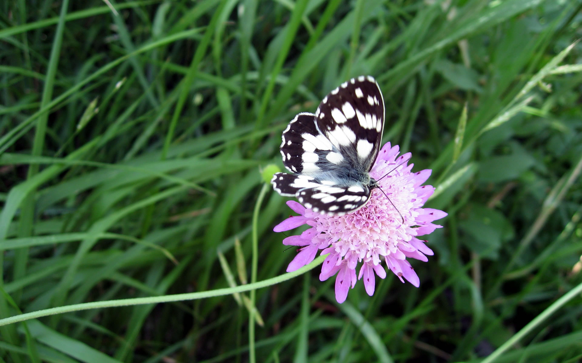 Butterfly Flower Wallpapers Wide Full - Melanargia Galathea , HD Wallpaper & Backgrounds