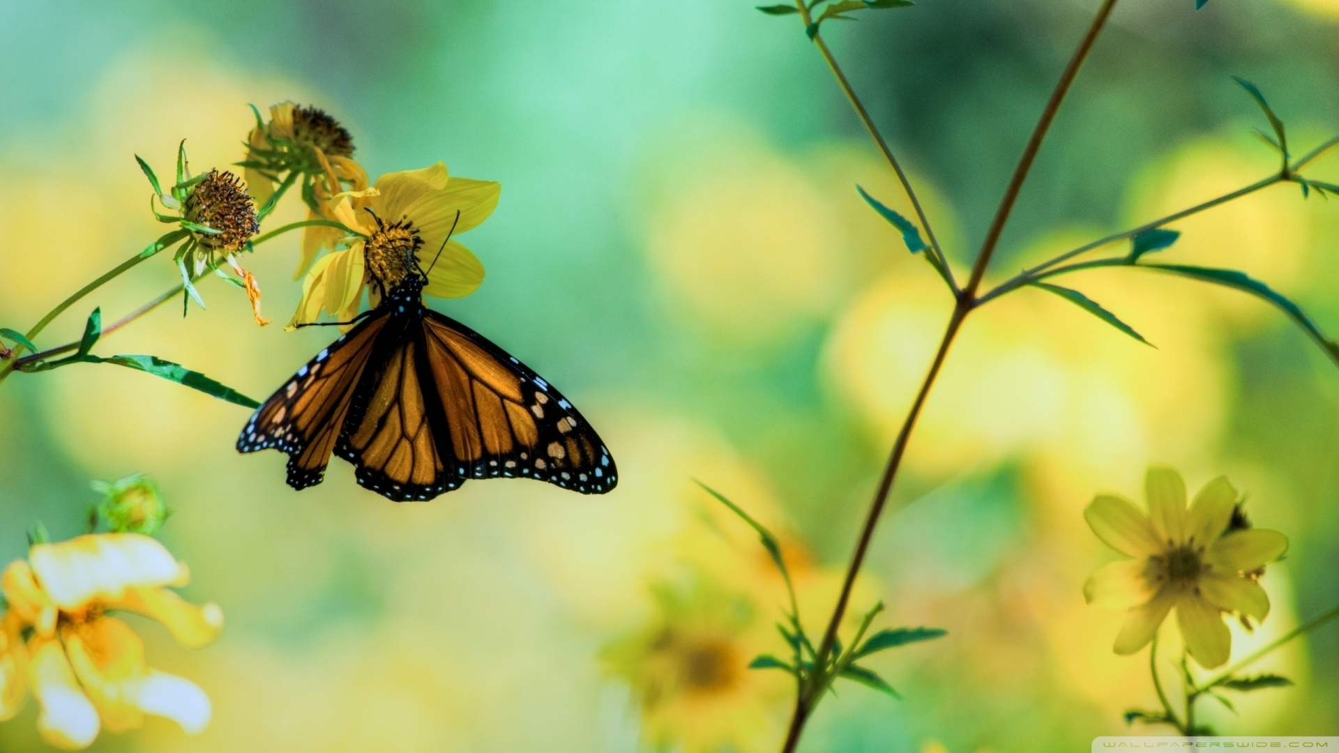 Great Monarch Butterfly On Yellow Flowers Wallpaper - Borboleta Plano De Fundo , HD Wallpaper & Backgrounds