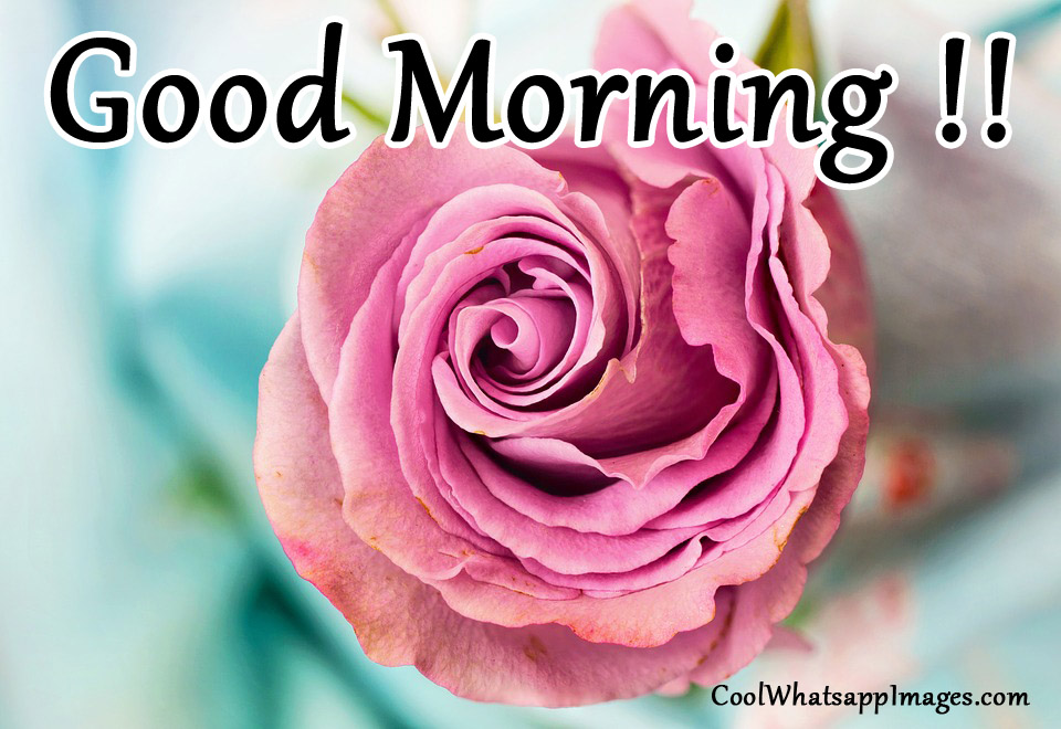 Good Morning Wallpaper - Roses Good Morning Messages , HD Wallpaper & Backgrounds