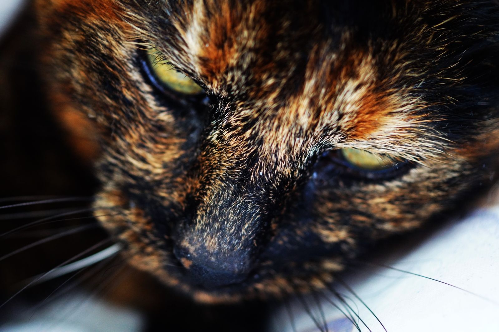 Animal Close-up Pet Cute Cat Wallpaper - Brown And Orange Cat , HD Wallpaper & Backgrounds