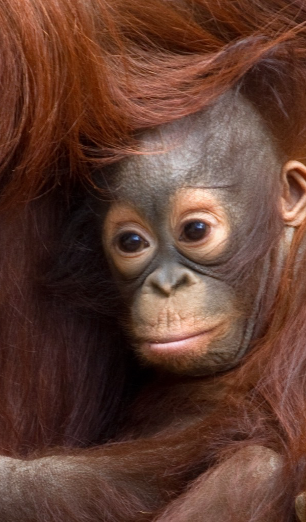 Baby Orangutan , HD Wallpaper & Backgrounds