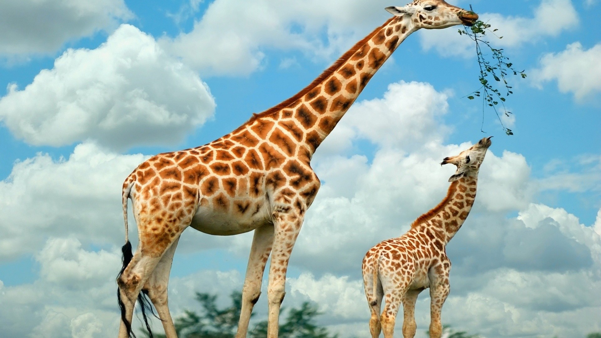 Giraffe And Her Baby , HD Wallpaper & Backgrounds