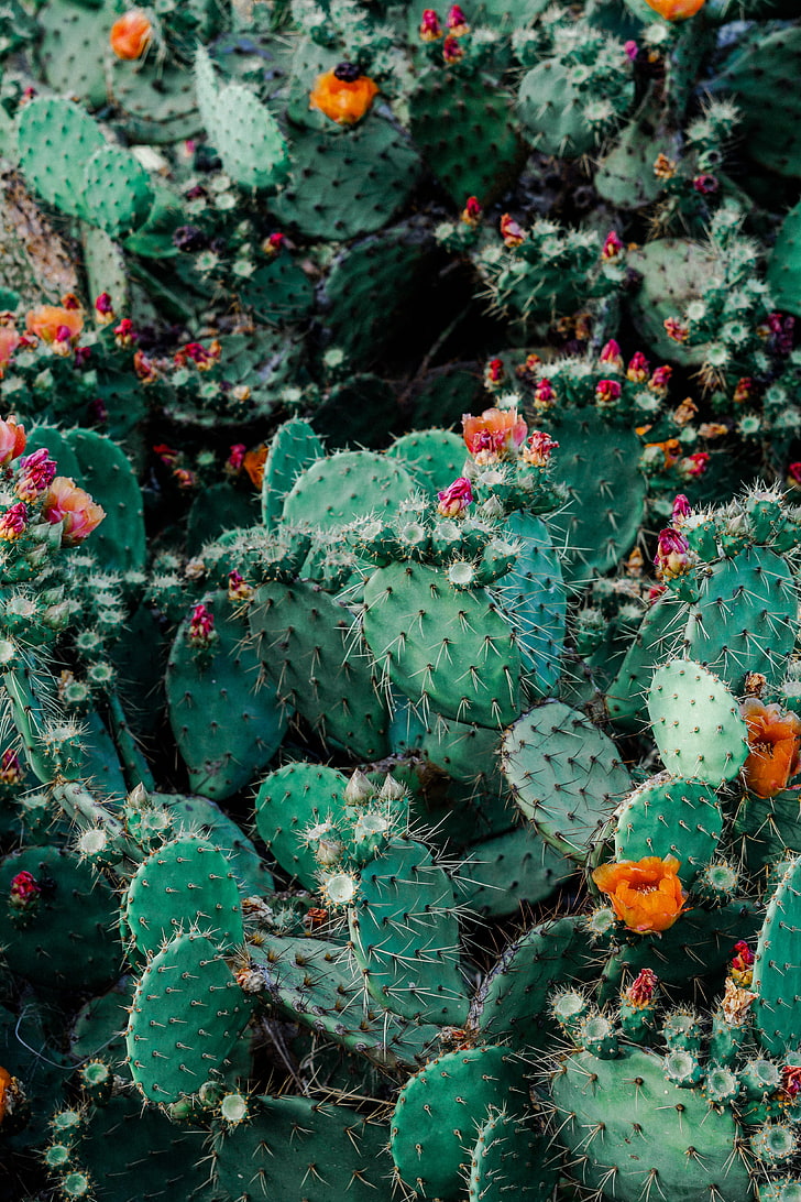 Green And Orange Cactus, Cacti, Succulents, Thorns, - Cactus Flower , HD Wallpaper & Backgrounds