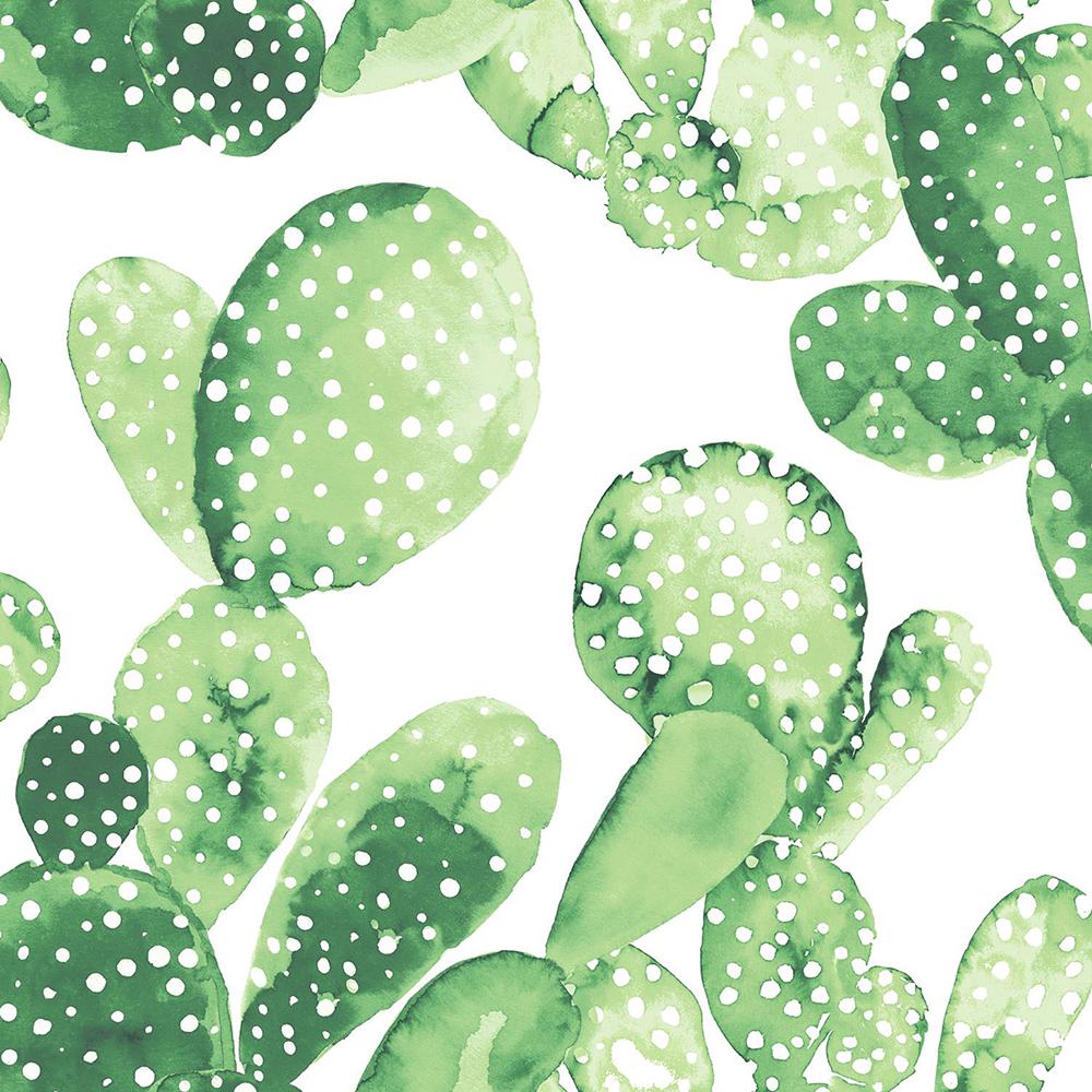 Cactus Aquarelle , HD Wallpaper & Backgrounds