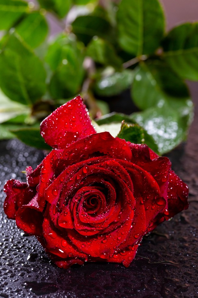 Red Rose, Water Drops, Macro, Petals - Water Red Rose Wallpaper Hd , HD Wallpaper & Backgrounds