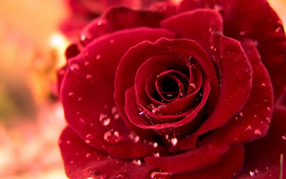 Red Rose With Water Drops Wallpaper,flower Hd Wallpaper,flowers - Water Red Rose Hd , HD Wallpaper & Backgrounds