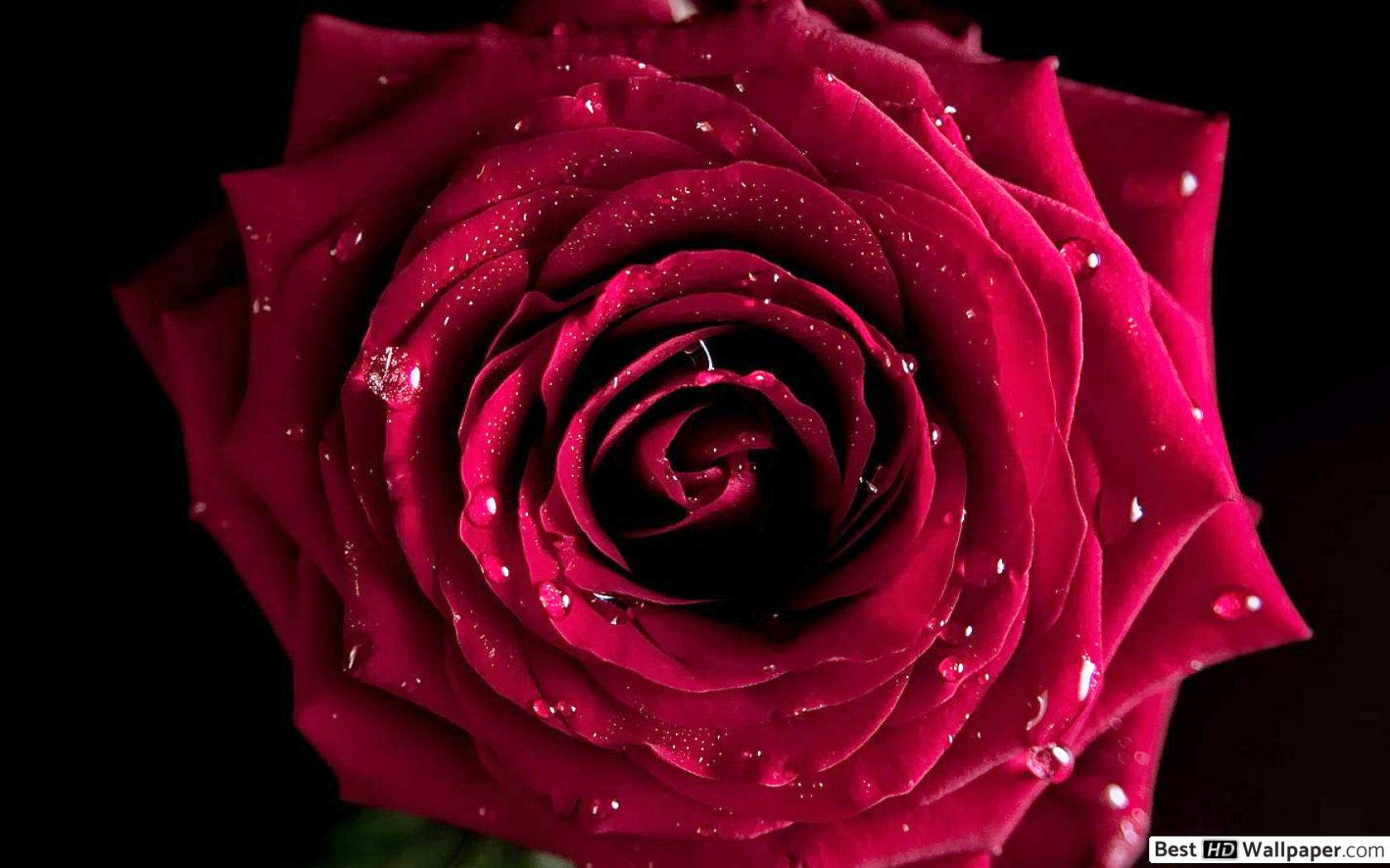 Red Rose Wallpaper Large Hd Wallpaper Backgrounds Download Red Rose Wallpaper Large Hd Wallpaper Backgrounds Download