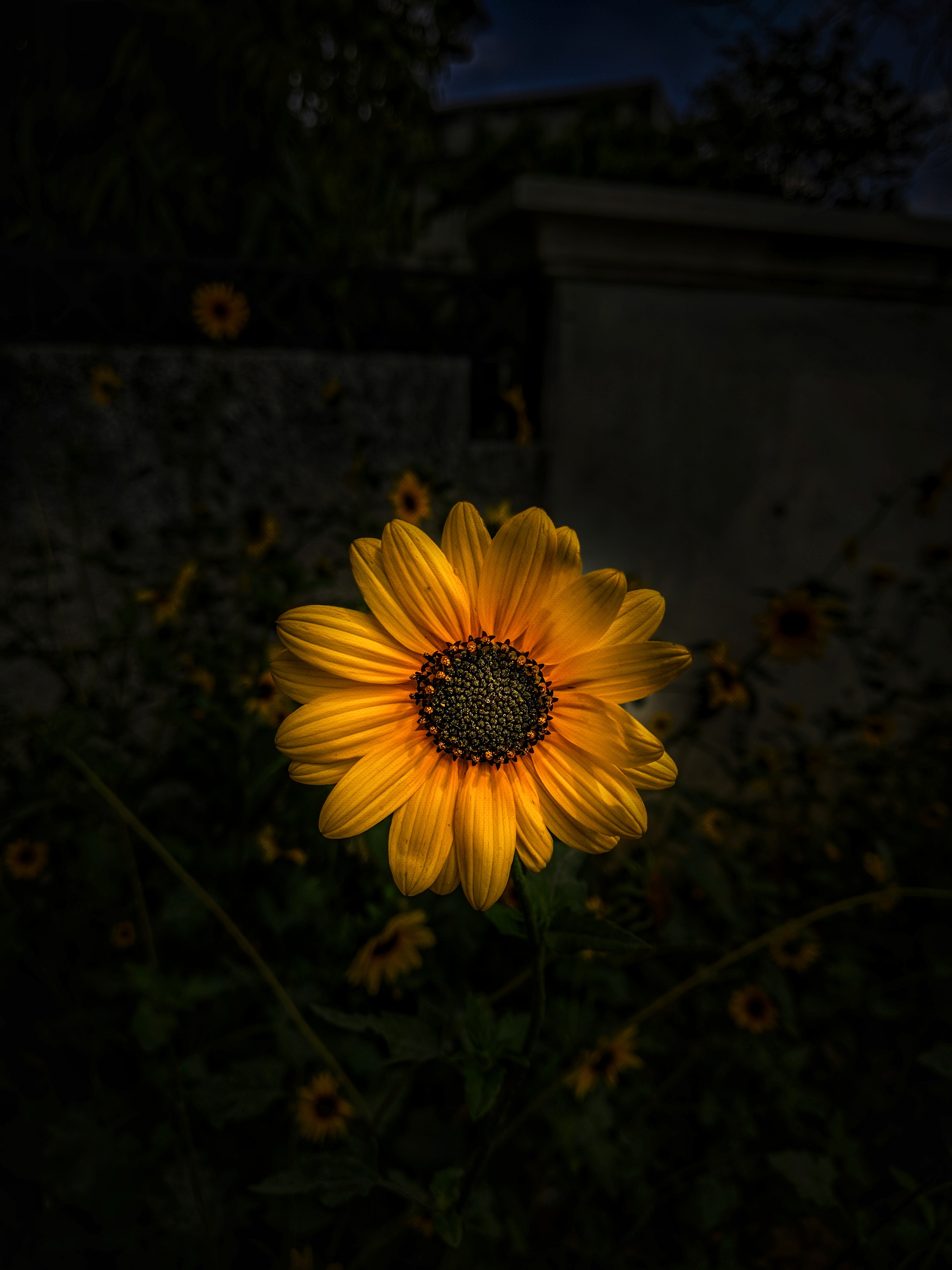 Photography Sunflower , HD Wallpaper & Backgrounds