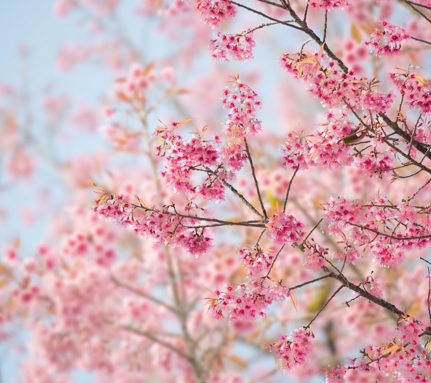 Cherry Blossom Wall Paper , HD Wallpaper & Backgrounds