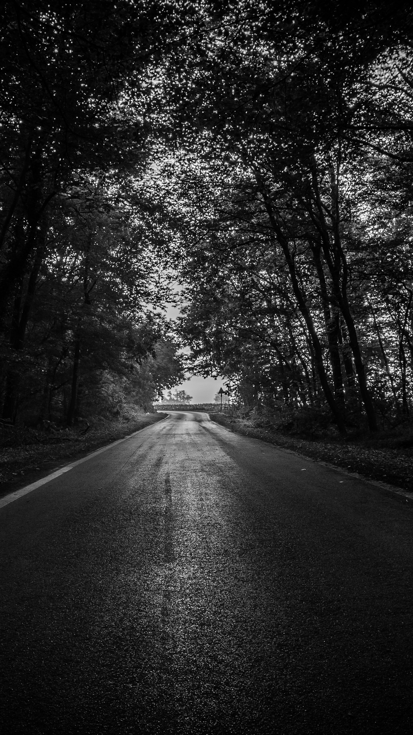 Wallpaper Road, Trees, Bw, Dark, Forest - Iphone Dark Forest Wallpaper Hd , HD Wallpaper & Backgrounds