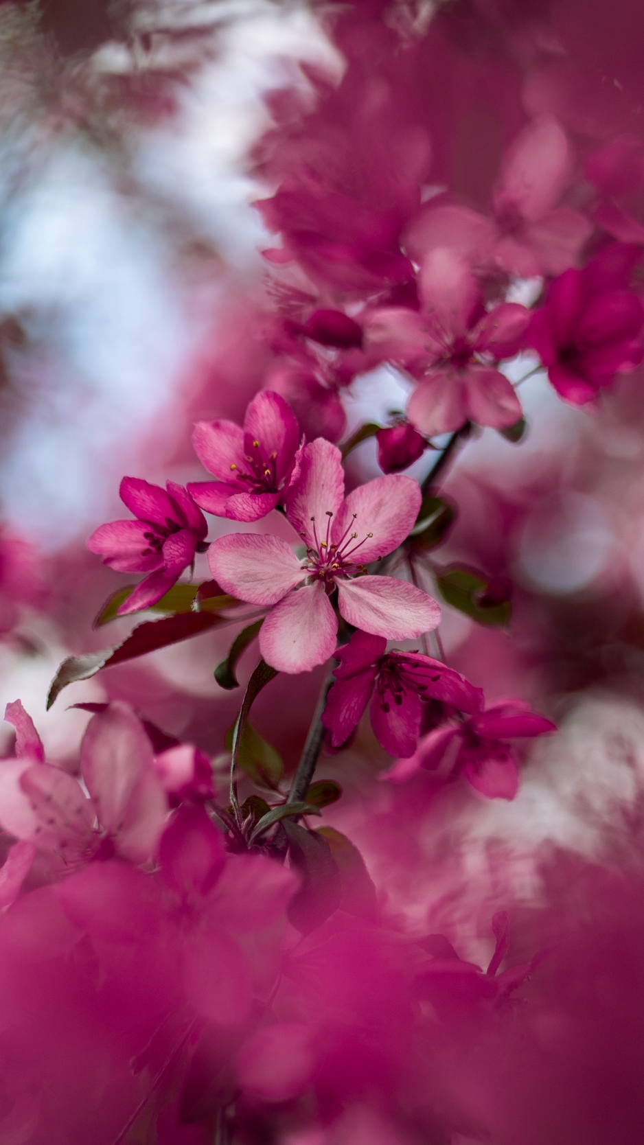 Wallpaper Sakura, Flowers, Pink, Bloom, Branch - Mobile Phone , HD Wallpaper & Backgrounds