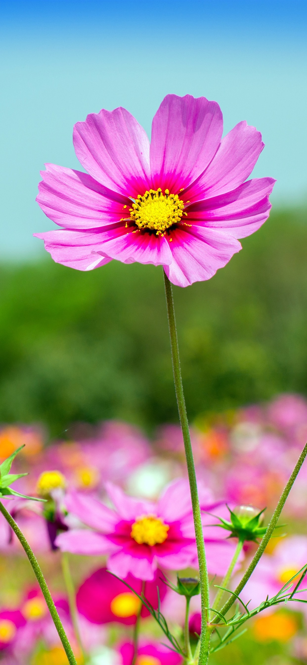 Iphone Wallpaper Pink Cosmos Flowers, Summer - Flower Iphone Xr Wallpaper Summer , HD Wallpaper & Backgrounds