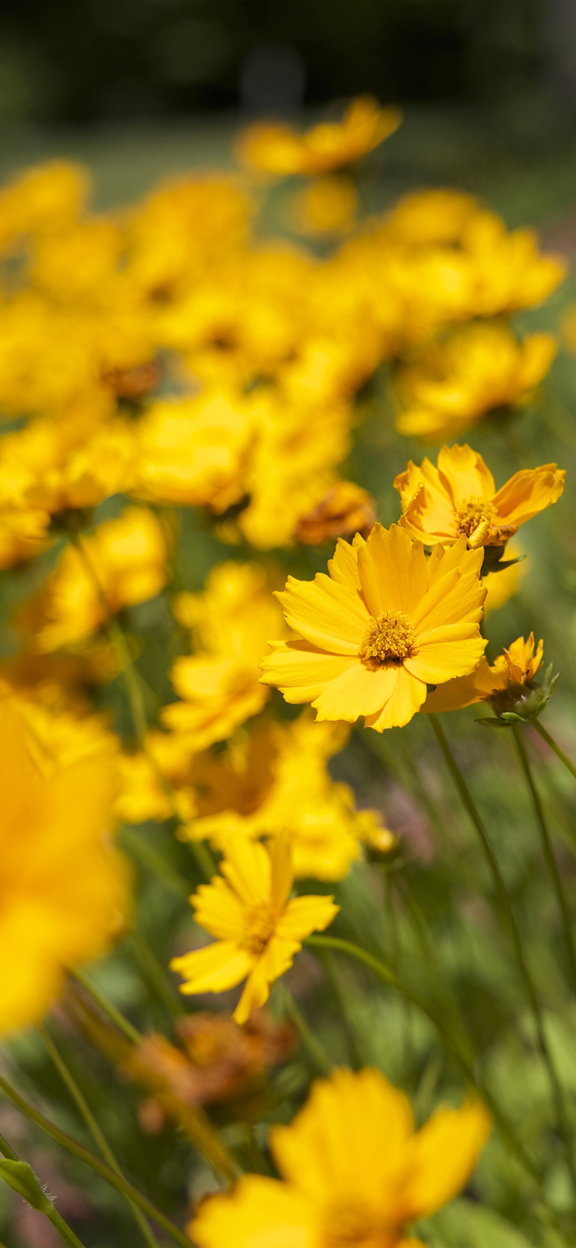 Iphone Wallpaper Flowers Yellow , HD Wallpaper & Backgrounds