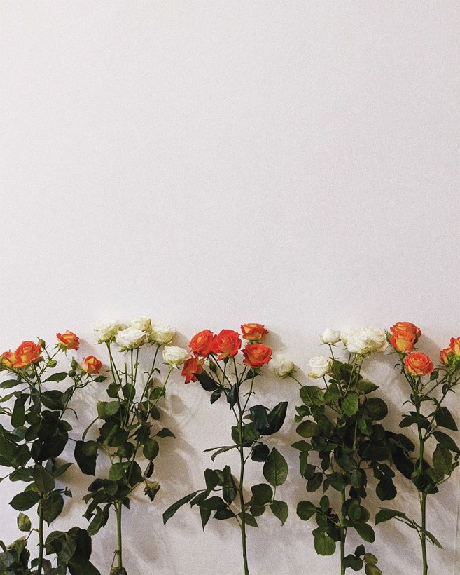 Pretty White And Orange Rose Iphone Wallpaper - Background Pretty White Roses , HD Wallpaper & Backgrounds