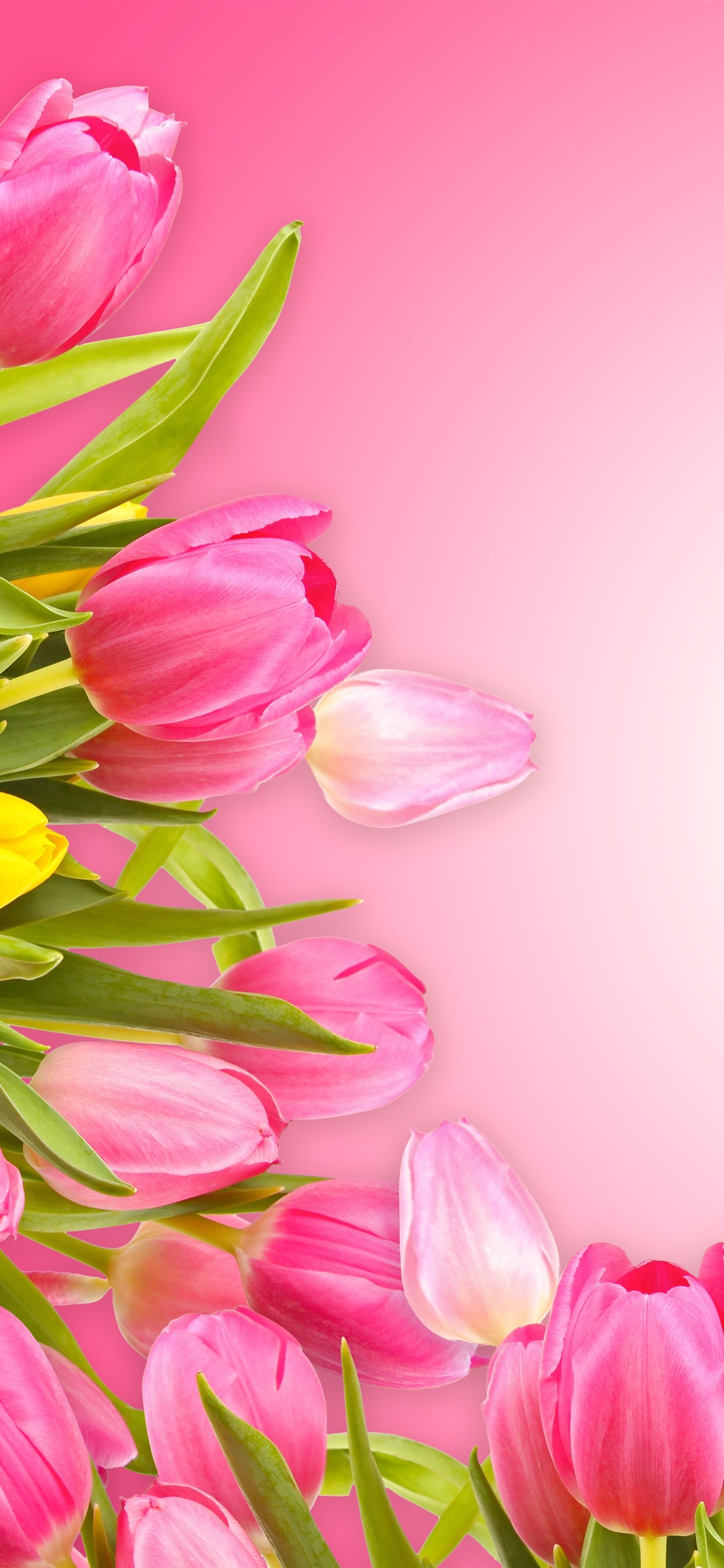 Iphone Wallpaper Pink Tulips, Pink Background - Tulips Background Hd , HD Wallpaper & Backgrounds