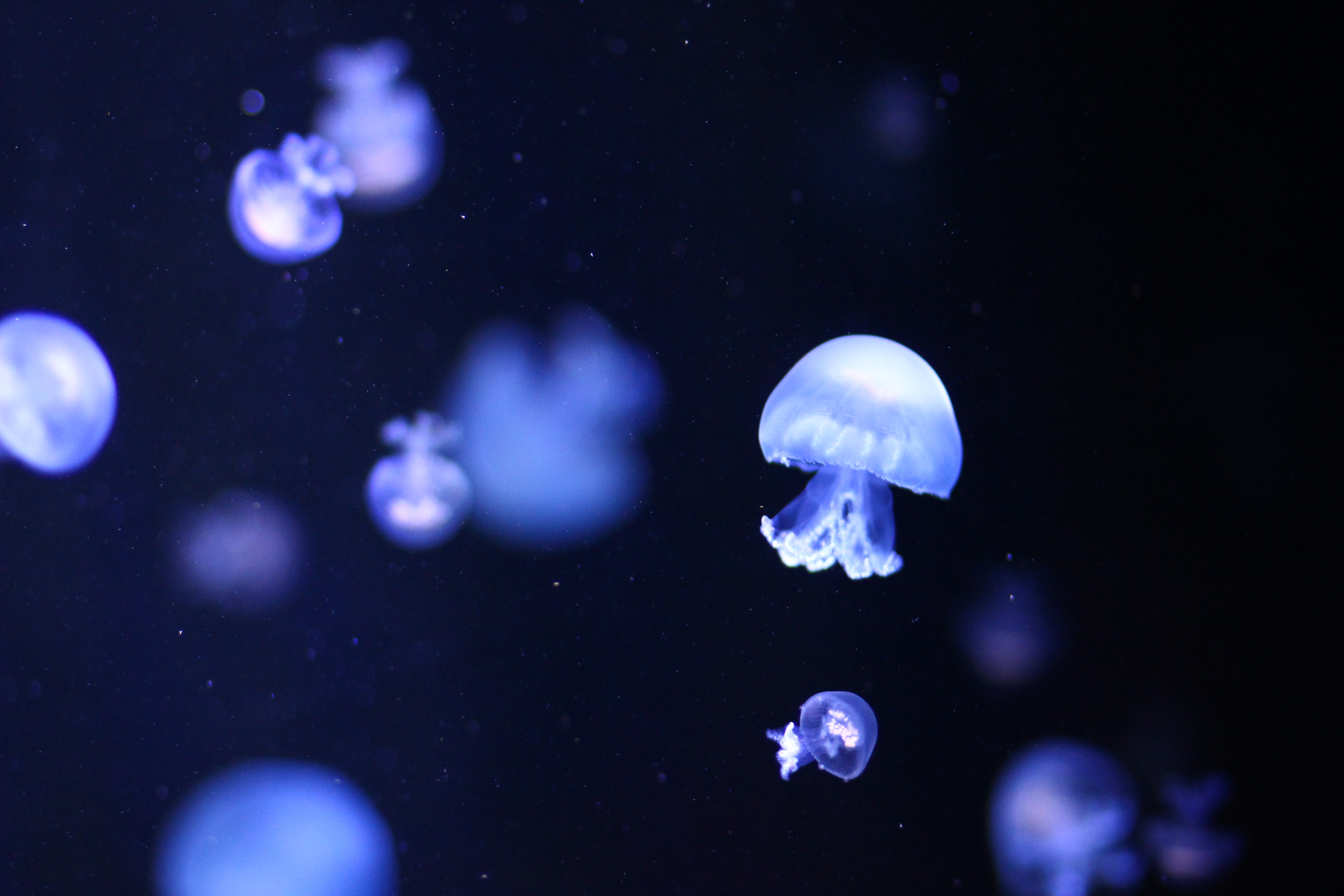 Jellyfish Background , HD Wallpaper & Backgrounds