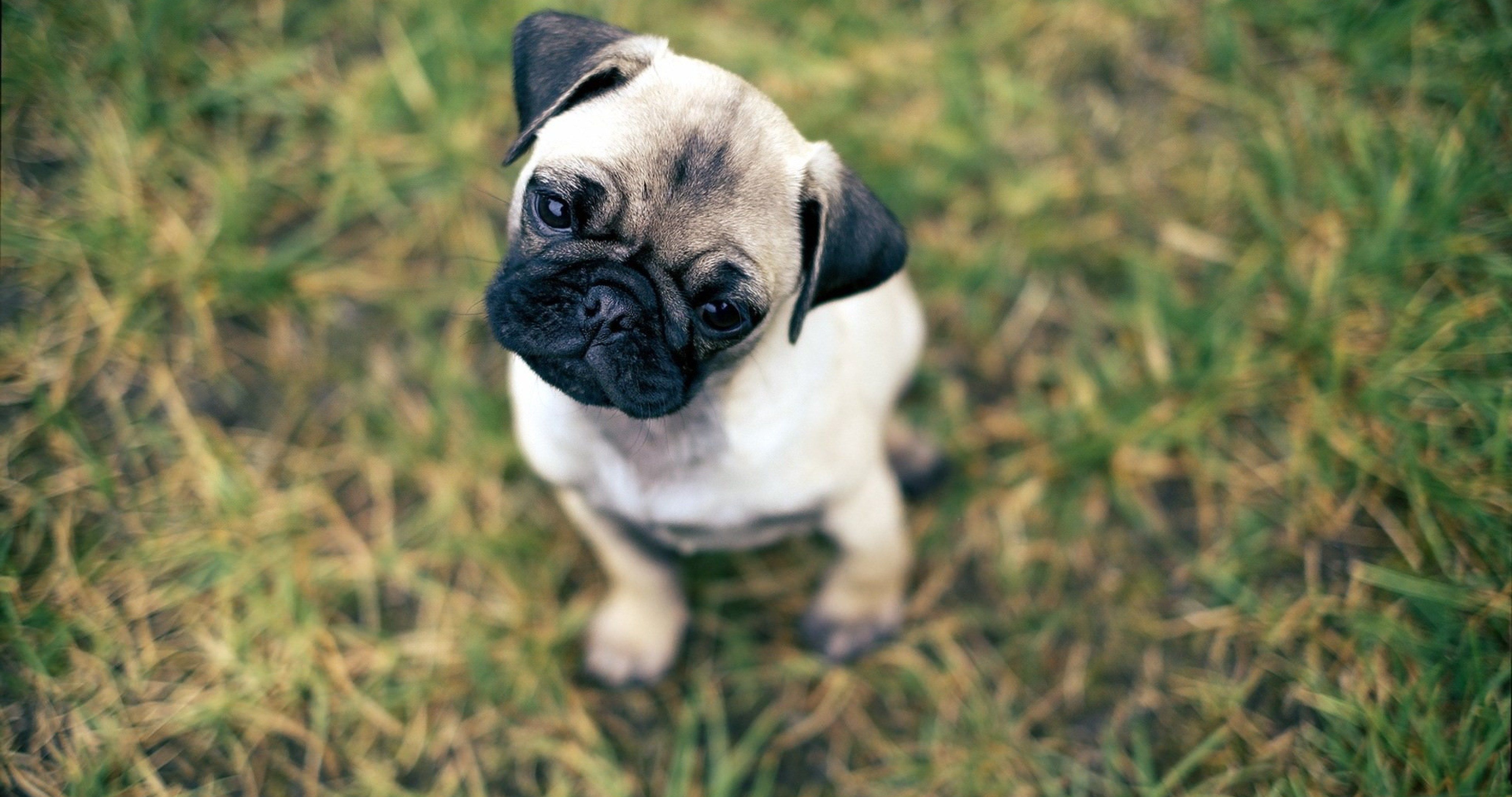 Pug Puppies Wallpaper 4096x2160, - Puppies Pugs , HD Wallpaper & Backgrounds