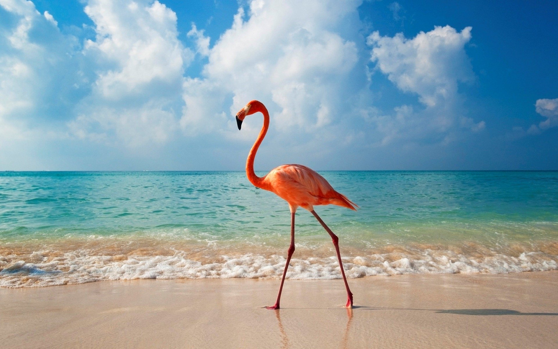 Flamingo On The Beach , HD Wallpaper & Backgrounds