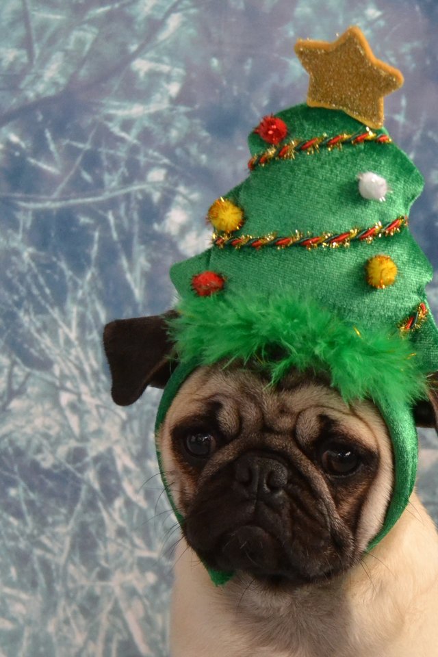Christmas Tree Pug , HD Wallpaper & Backgrounds