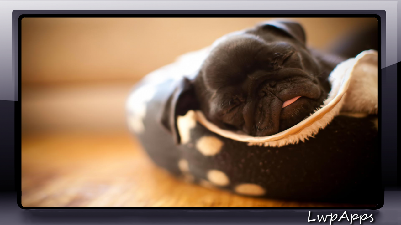 Cute Dogs Hd , HD Wallpaper & Backgrounds