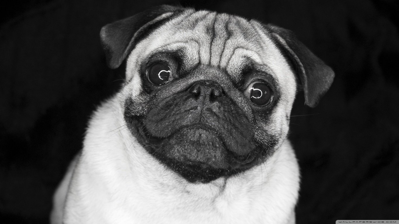 Download Laptop Pug Pc Wallpaper Id - Black And White Pictures Of Pugs , HD Wallpaper & Backgrounds