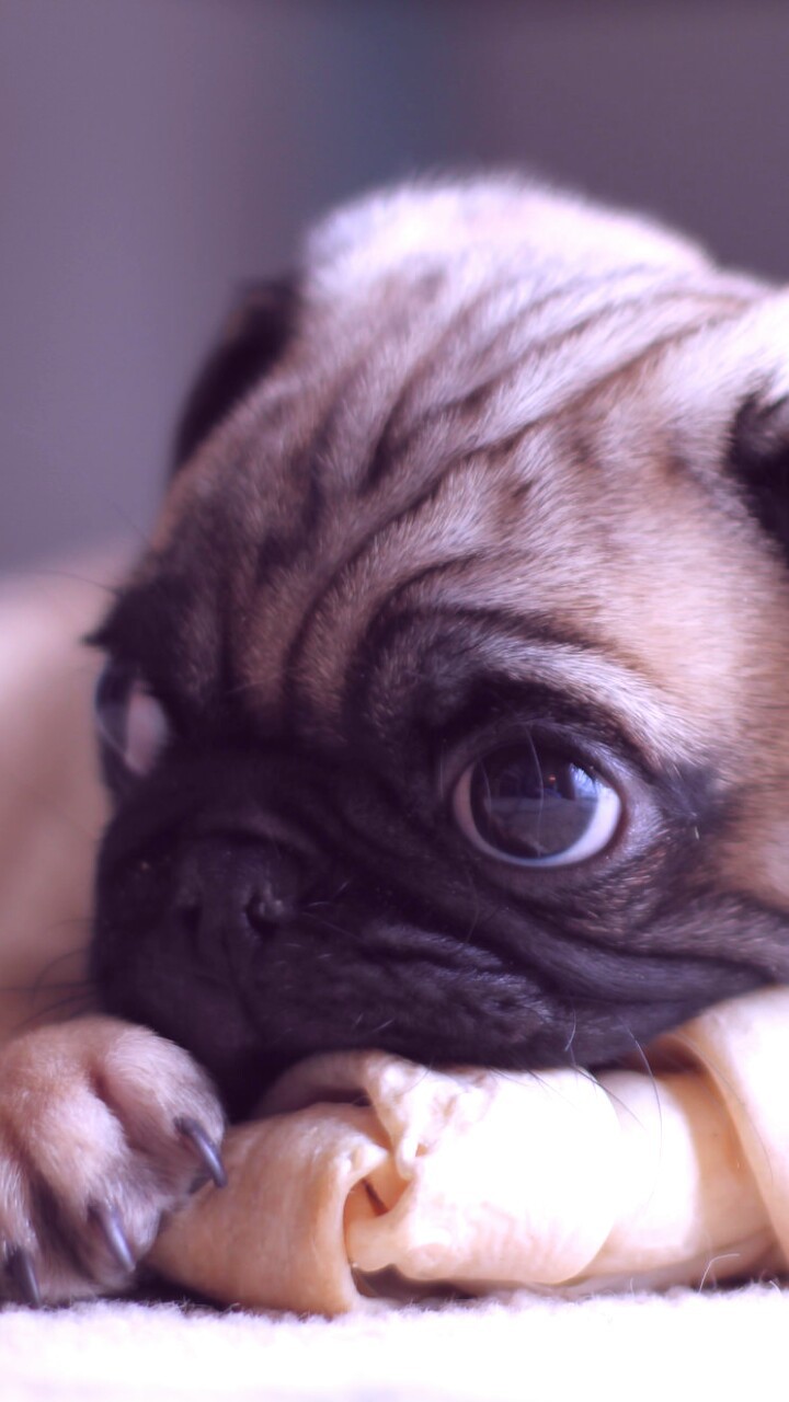 Pug And Wallpaper Image - Cute Baby Pug , HD Wallpaper & Backgrounds