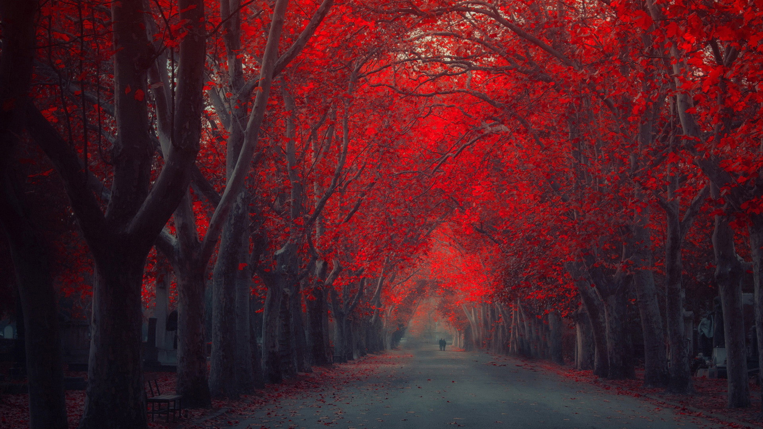 Red Tree Autumn Art Road High Resolution 2560ã1440 - Red Tree High Resolution , HD Wallpaper & Backgrounds