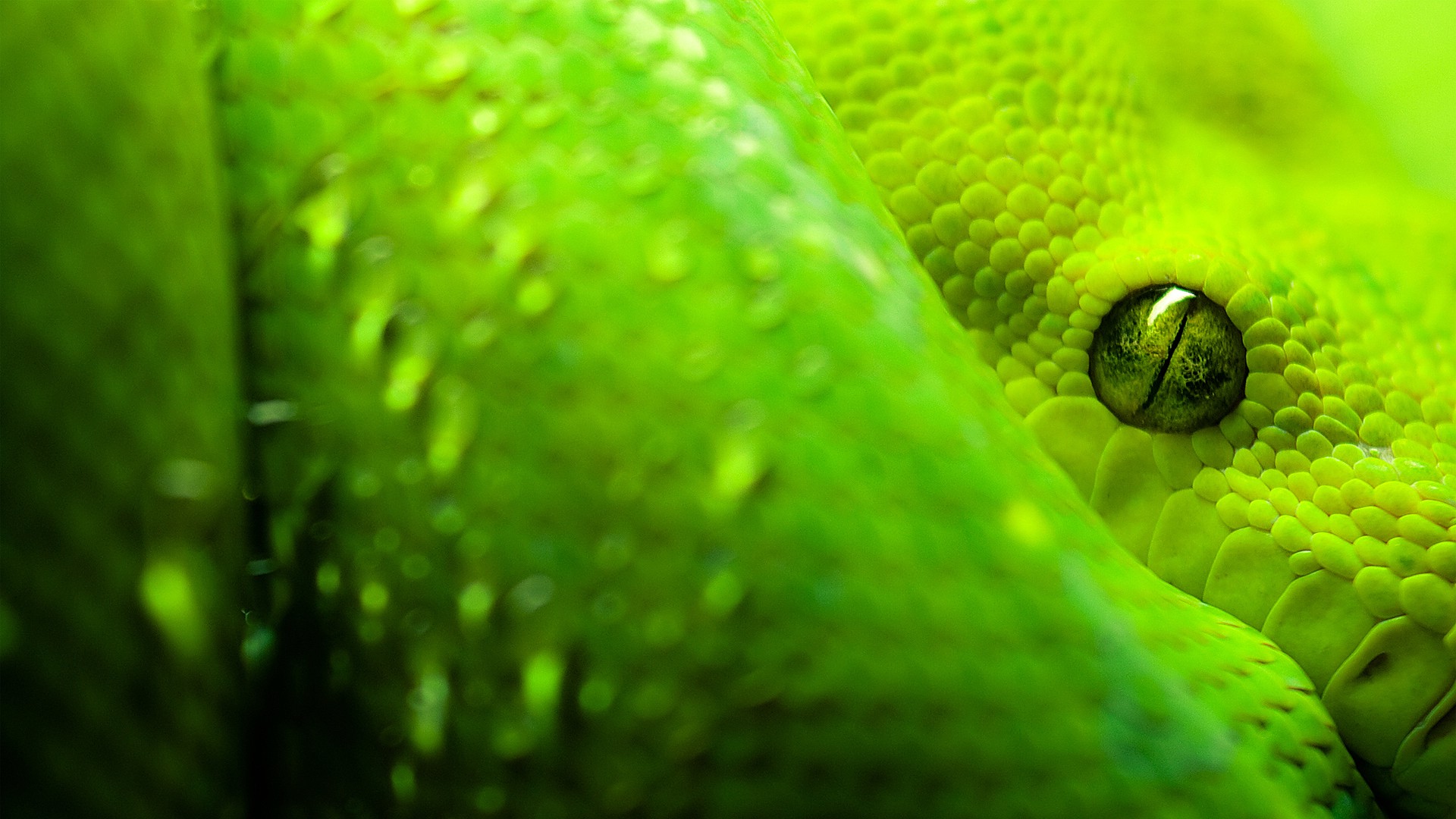 White Snake Green Eyes , HD Wallpaper & Backgrounds