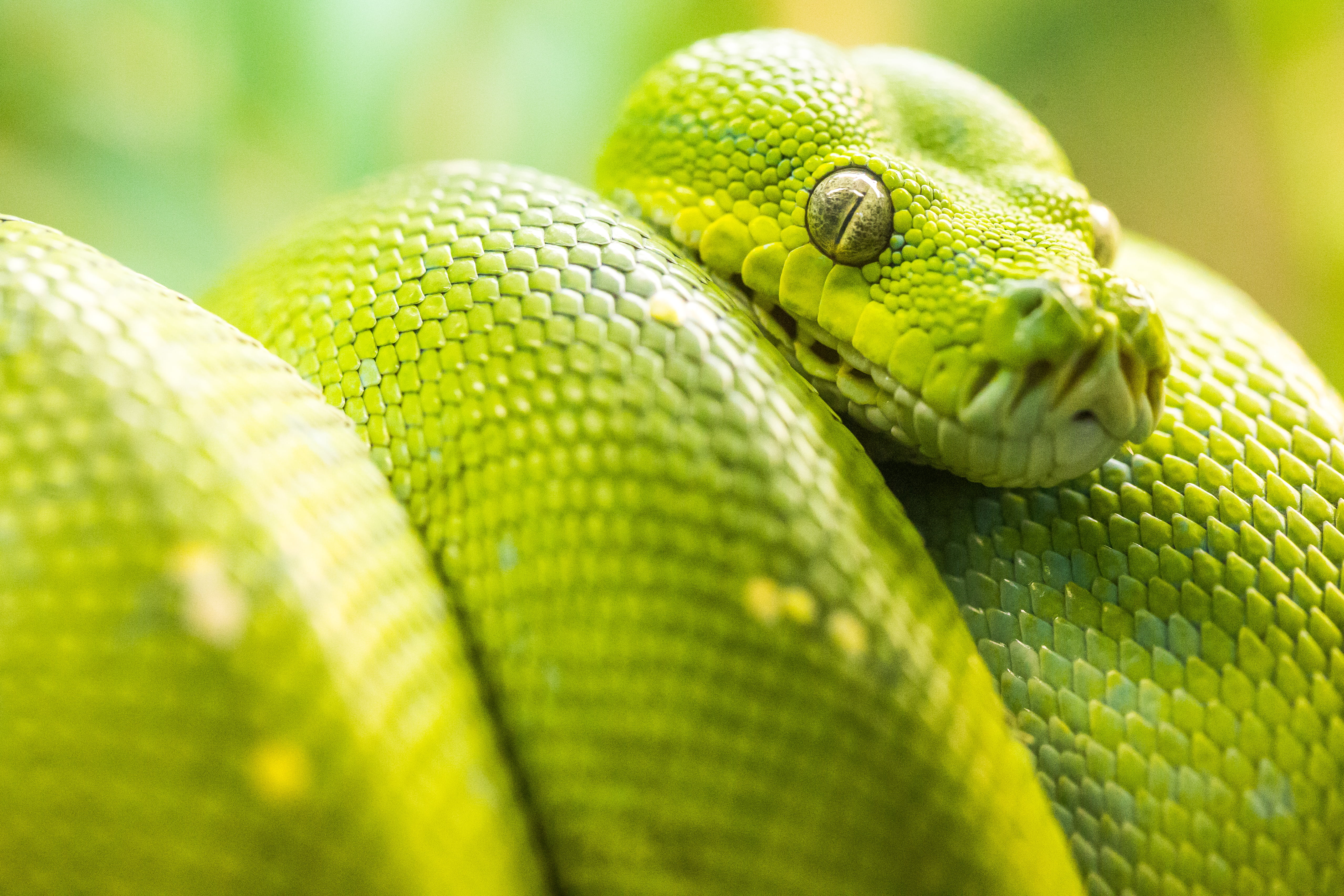 Green Snake Close Up , HD Wallpaper & Backgrounds