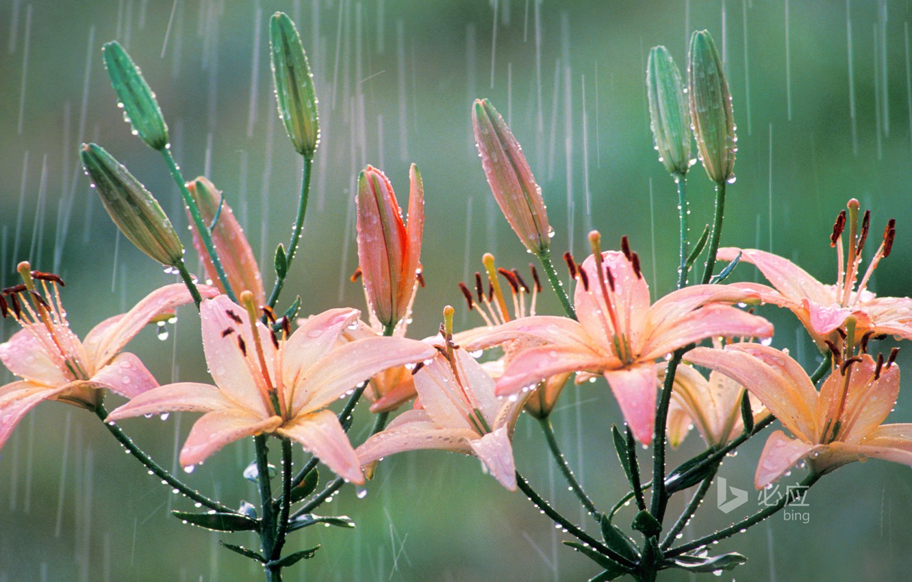 Photo Wallpaper Nature, Rain, Lily, Petals, Bing - Bing Wallpaper Rain , HD Wallpaper & Backgrounds