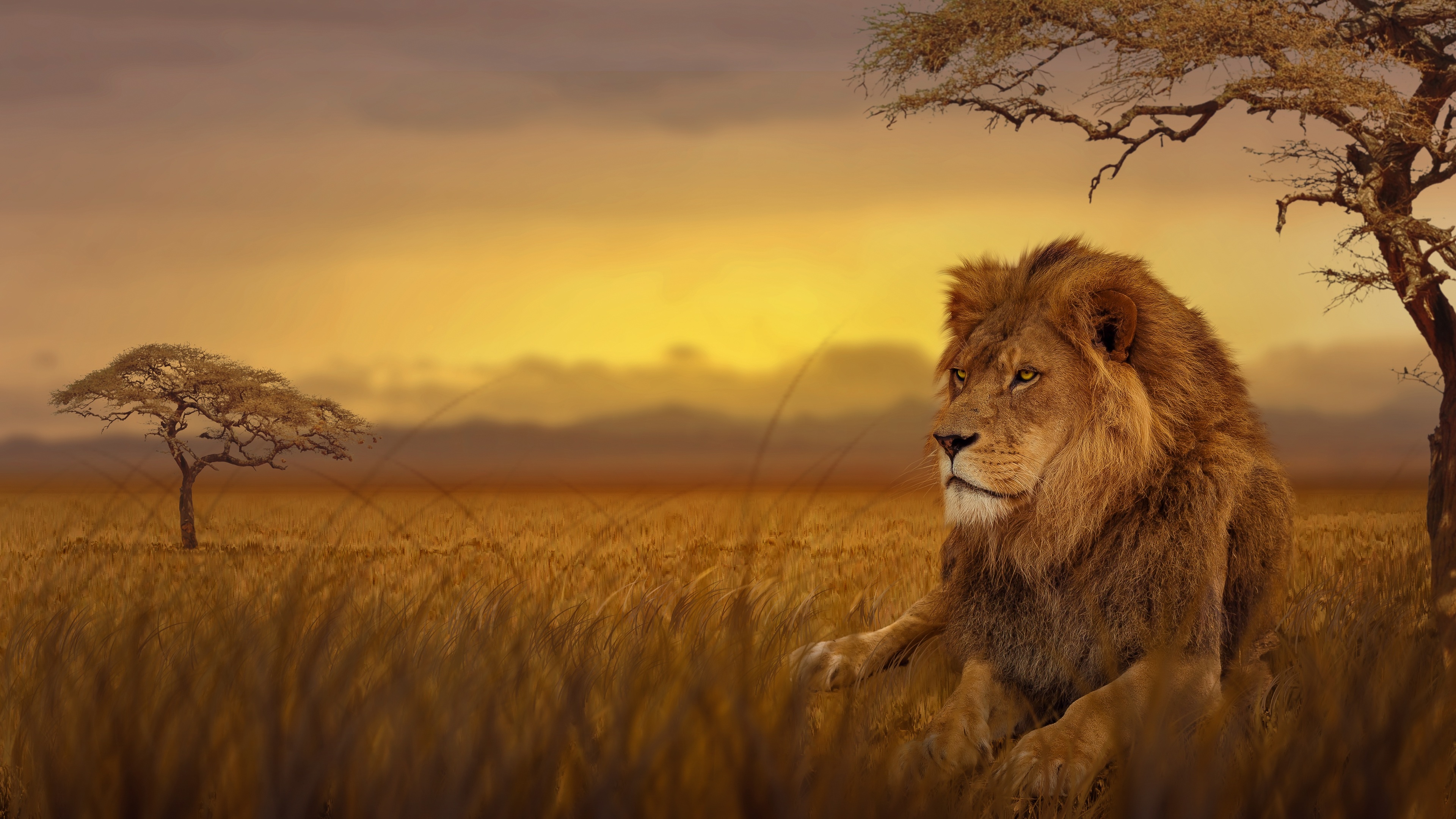 Lion Forest 4k - Lion Background , HD Wallpaper & Backgrounds