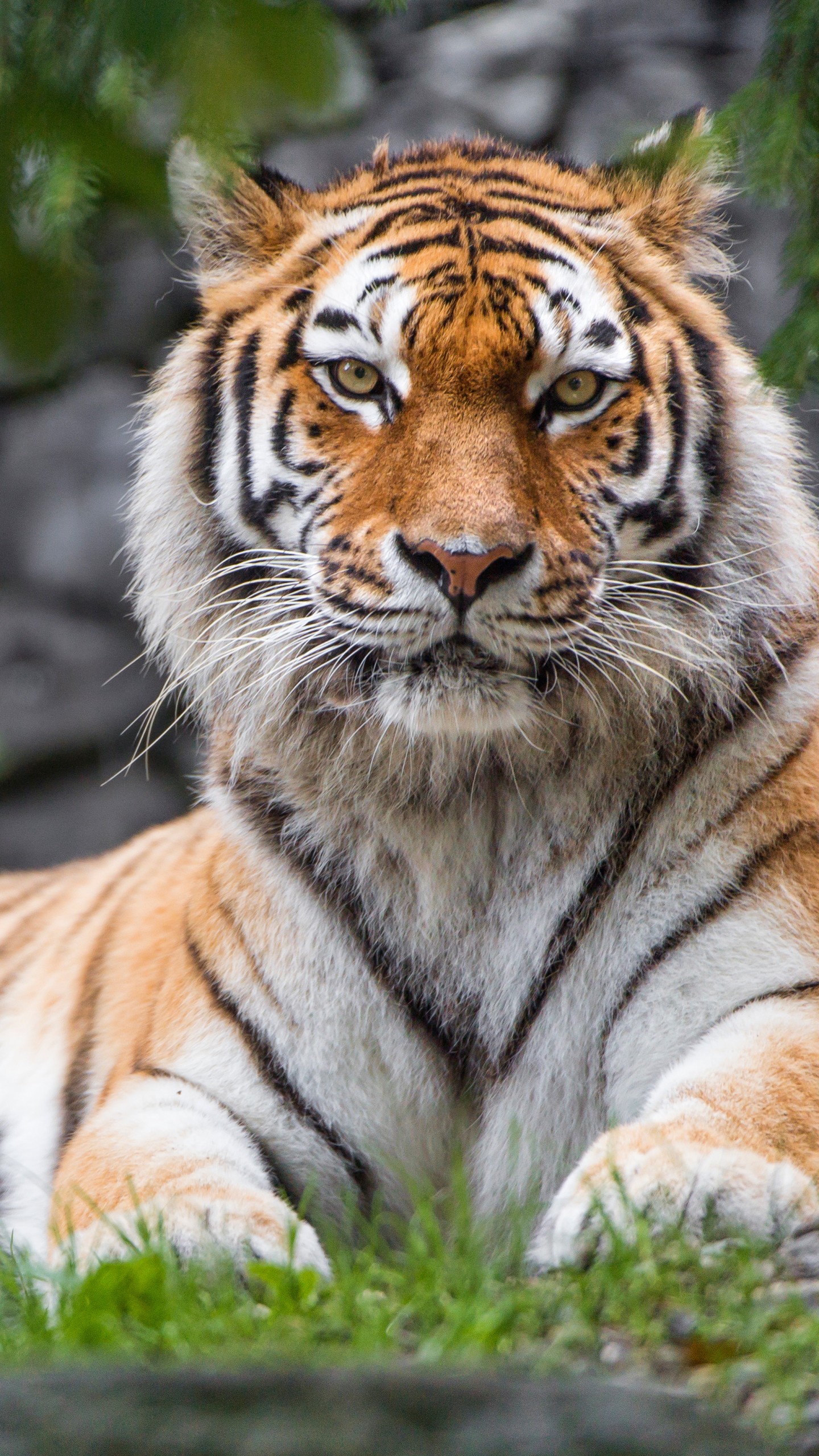Tiger Image Hd Download , HD Wallpaper & Backgrounds