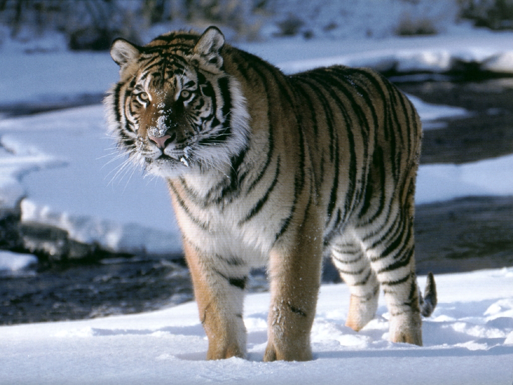 Himalayan Tiger , HD Wallpaper & Backgrounds